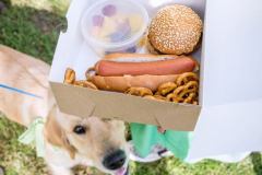 Barkday-Doggos-104