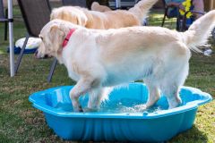 Barkday-Doggos-105