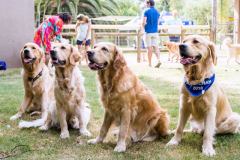Barkday-Doggos-16
