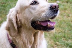 Barkday-Doggos-22