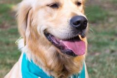 Barkday-Doggos-51