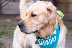 Barkday-Doggos-57