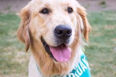 Barkday-Doggos-64