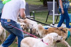 Barkday-Doggos-66