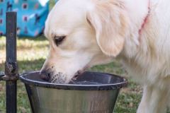 Barkday-Doggos-76