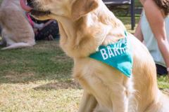 Barkday-Doggos-83