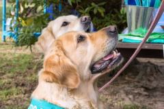 Barkday-Doggos-86