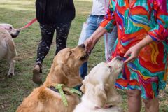 Barkday-Doggos-87