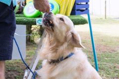 Barkday-Doggos-94