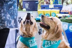 Barkday-Doggos-99
